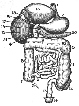 A clean lower digestive tract (small intestines and colon) promotes better health and longevity.